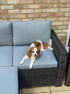 Dog sat on garden chair 