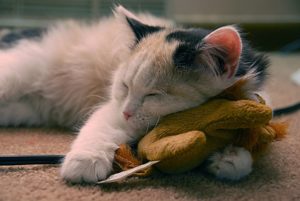 kitten asleep on a soft toy