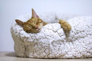 Ginger cat asleep in a white bed